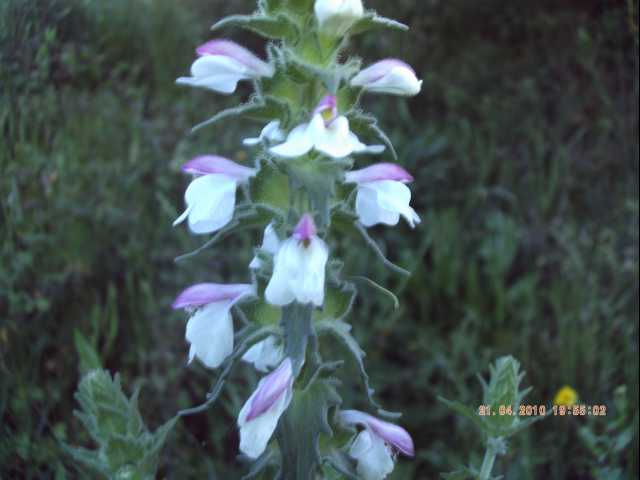 Bartsia trixago  e Parentucellia viscosa